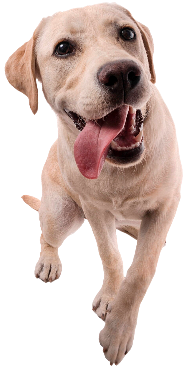 Cachorro